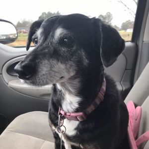 Meet your Posher, Susan